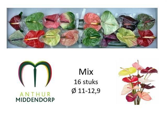 16x Anth.mix var. 10cm