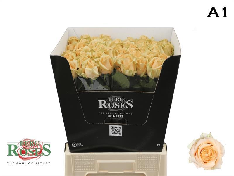 10x Rosa avalanche peach+ 70cm