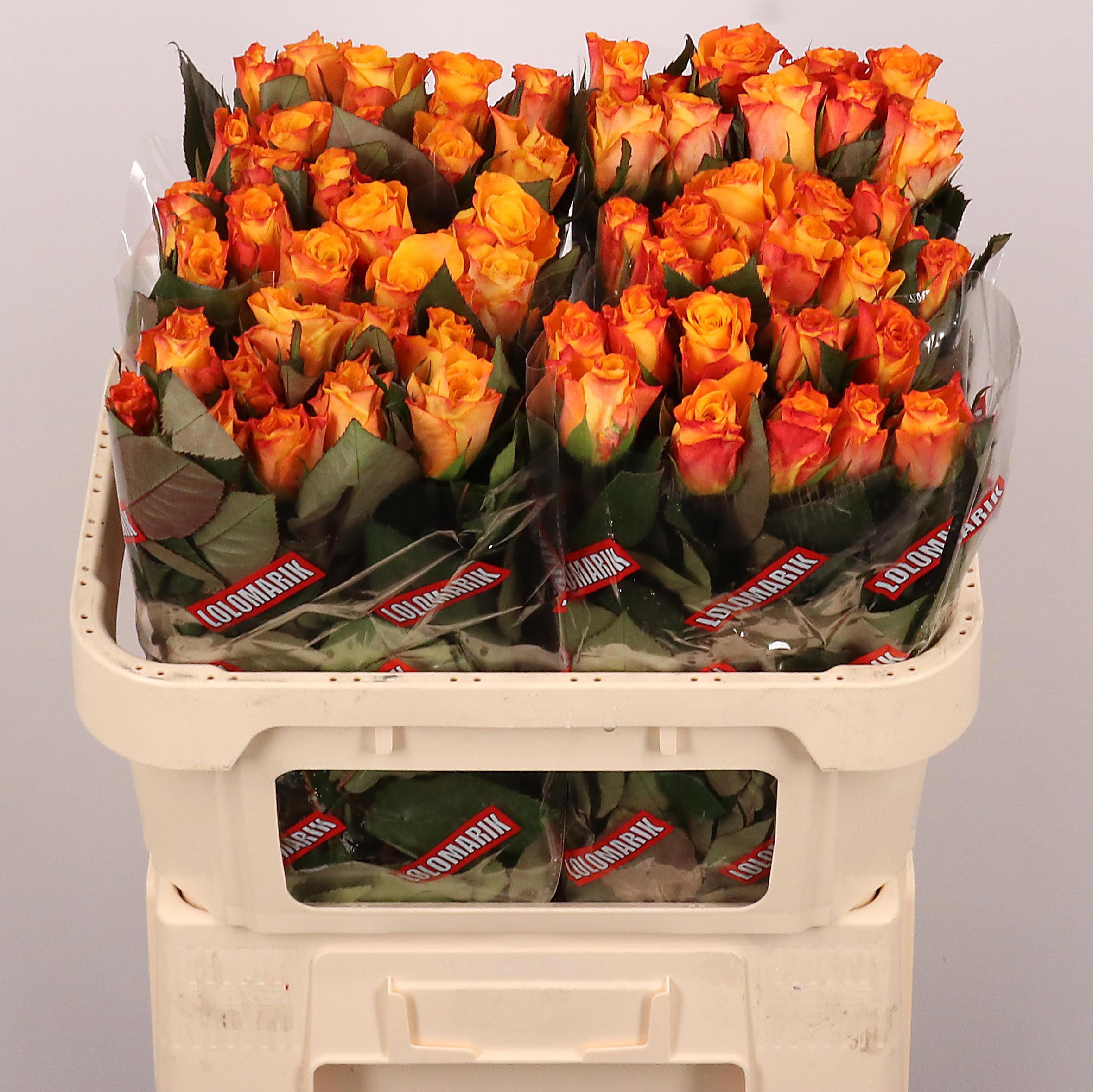 20x Rosa marie-claire! 70cm