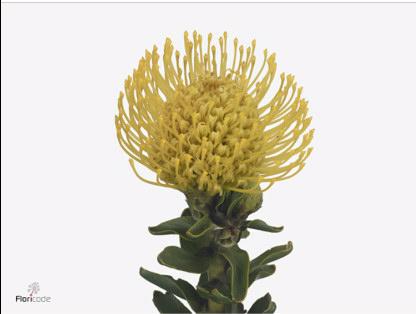 10x Leucos.ayoba yellow 40cm