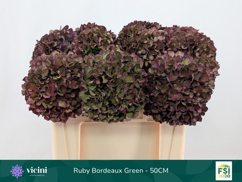10x Hydr.mag.rubyred paars classic 50cm