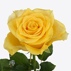 10x Rosa palmares! 80cm