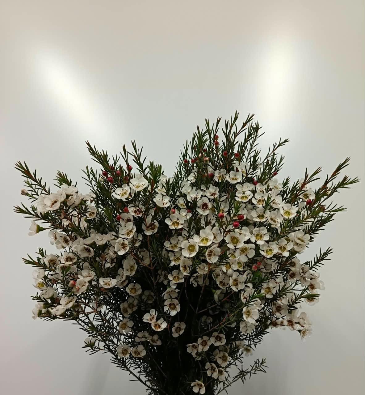 25x Cham.gil 60cm
