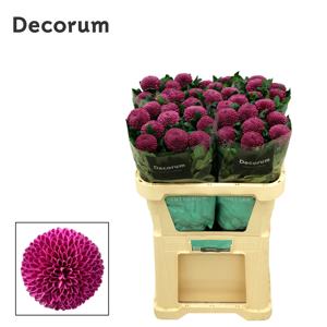 10x Chrysant roxo 70cm