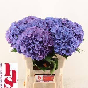 5x Hydr.rodeo paars 60cm