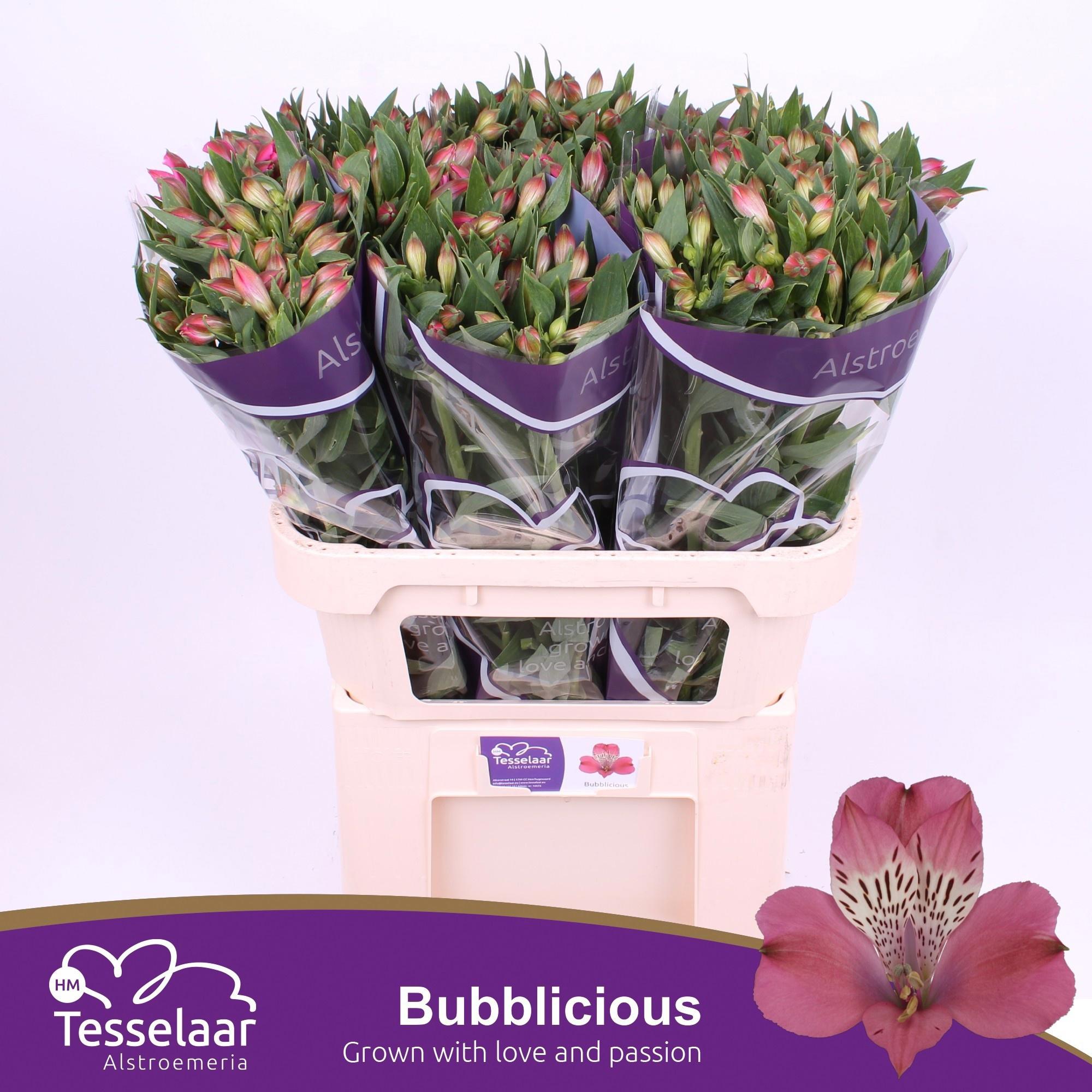 10x Alstroemeria bubblicious 70cm