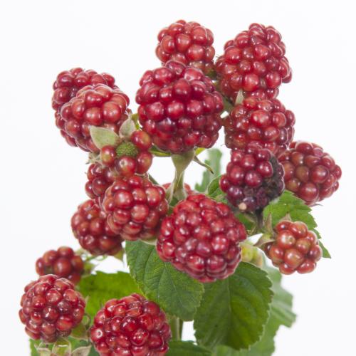 10x Sf rubus chester thornless 40cm