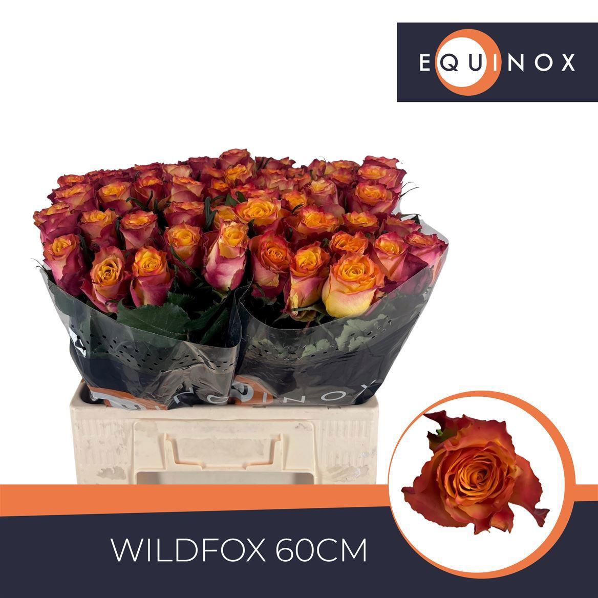 20x Rosa wildfox 60cm
