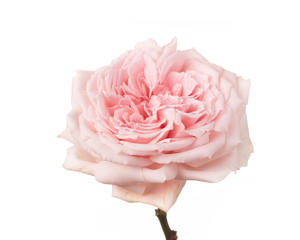 24x Rosa gard.princess hitomi 50cm