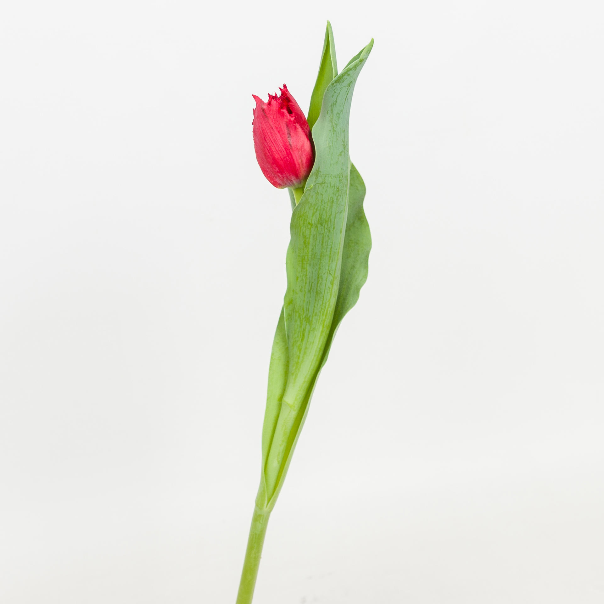 50x Tulipa indiana gf 40cm