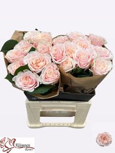 10x Rosa love fountain 40cm