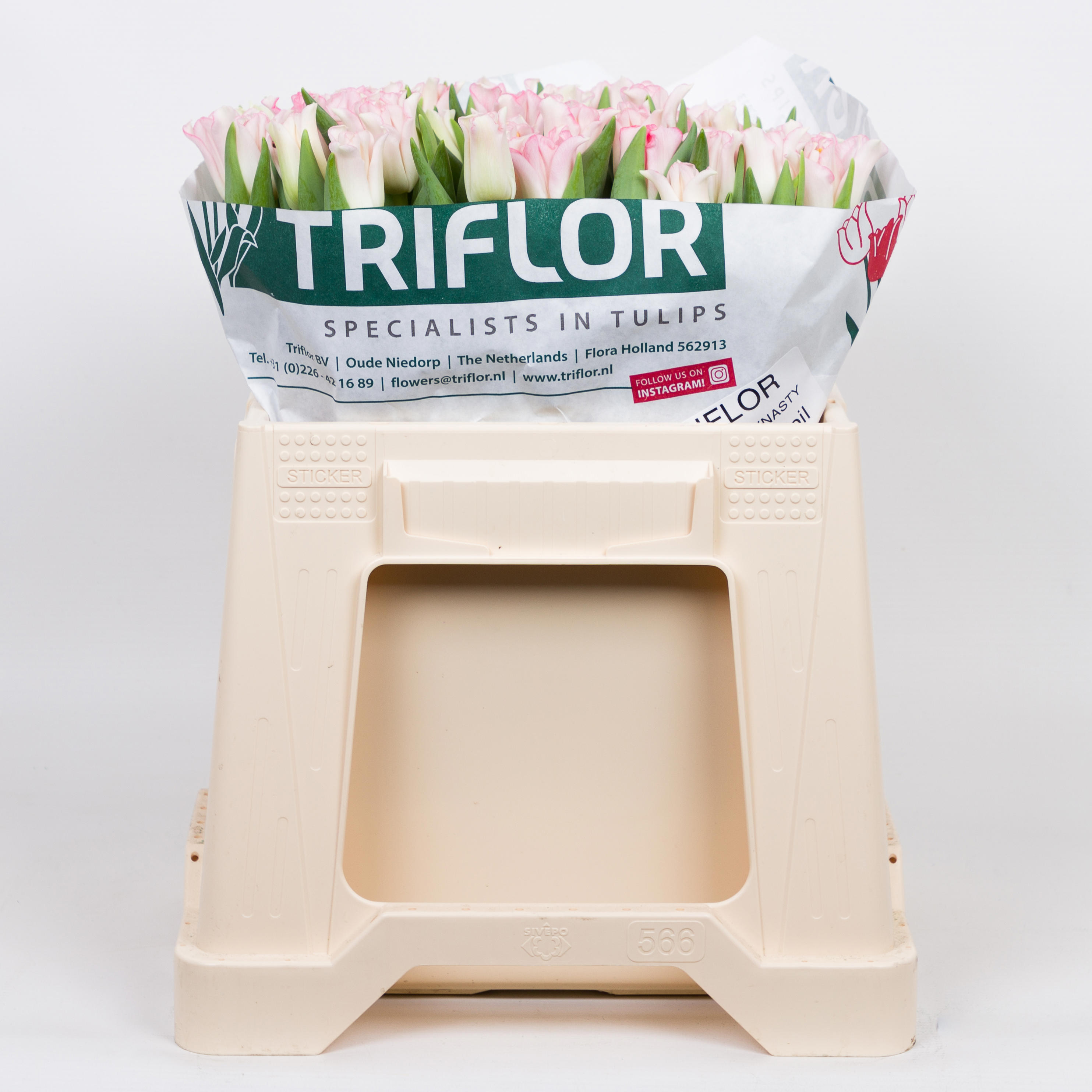 50x Tulipa crown dynasty co 40cm