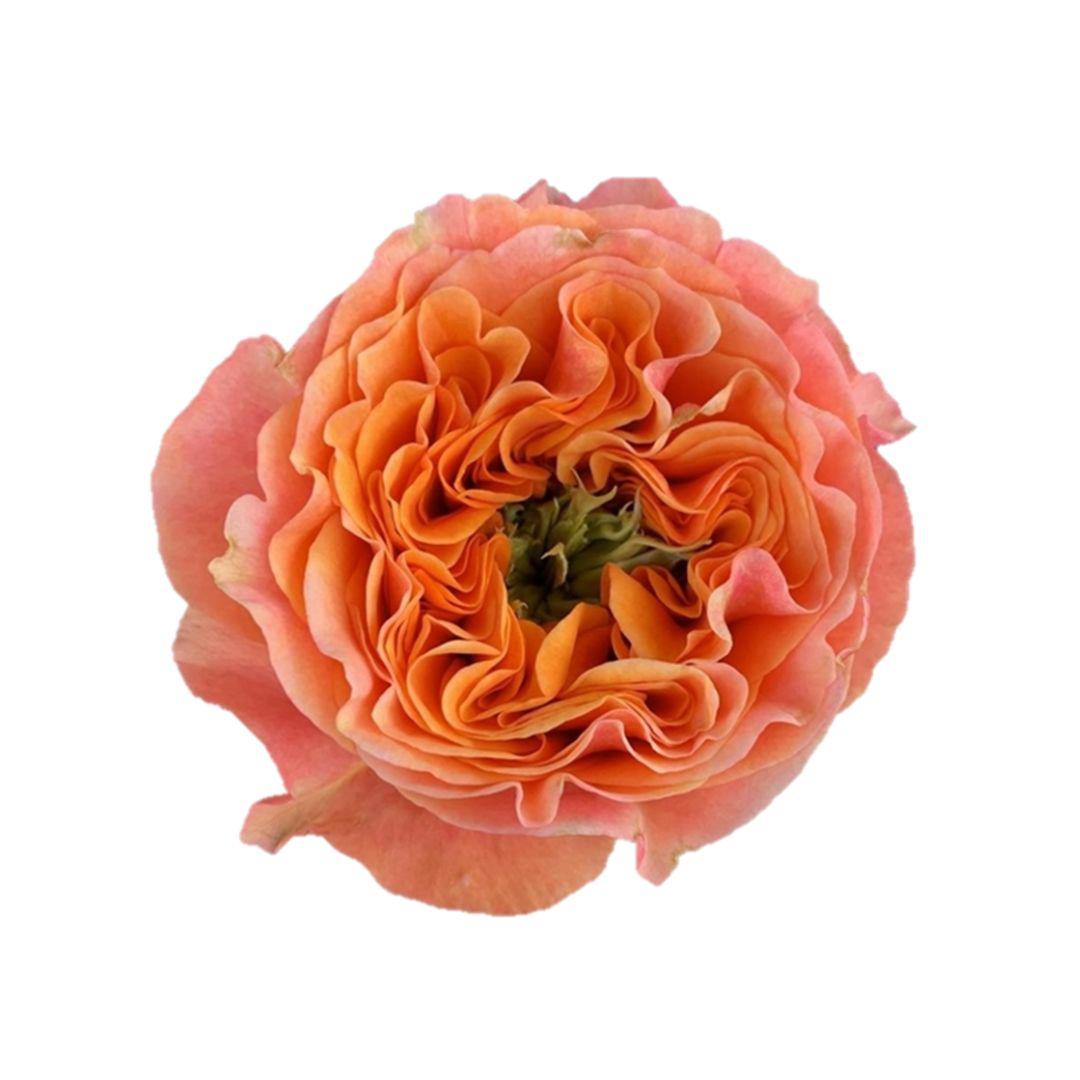 10x Rosa southpark 40cm