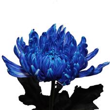 10x Chrysant antonov blauw 70cm