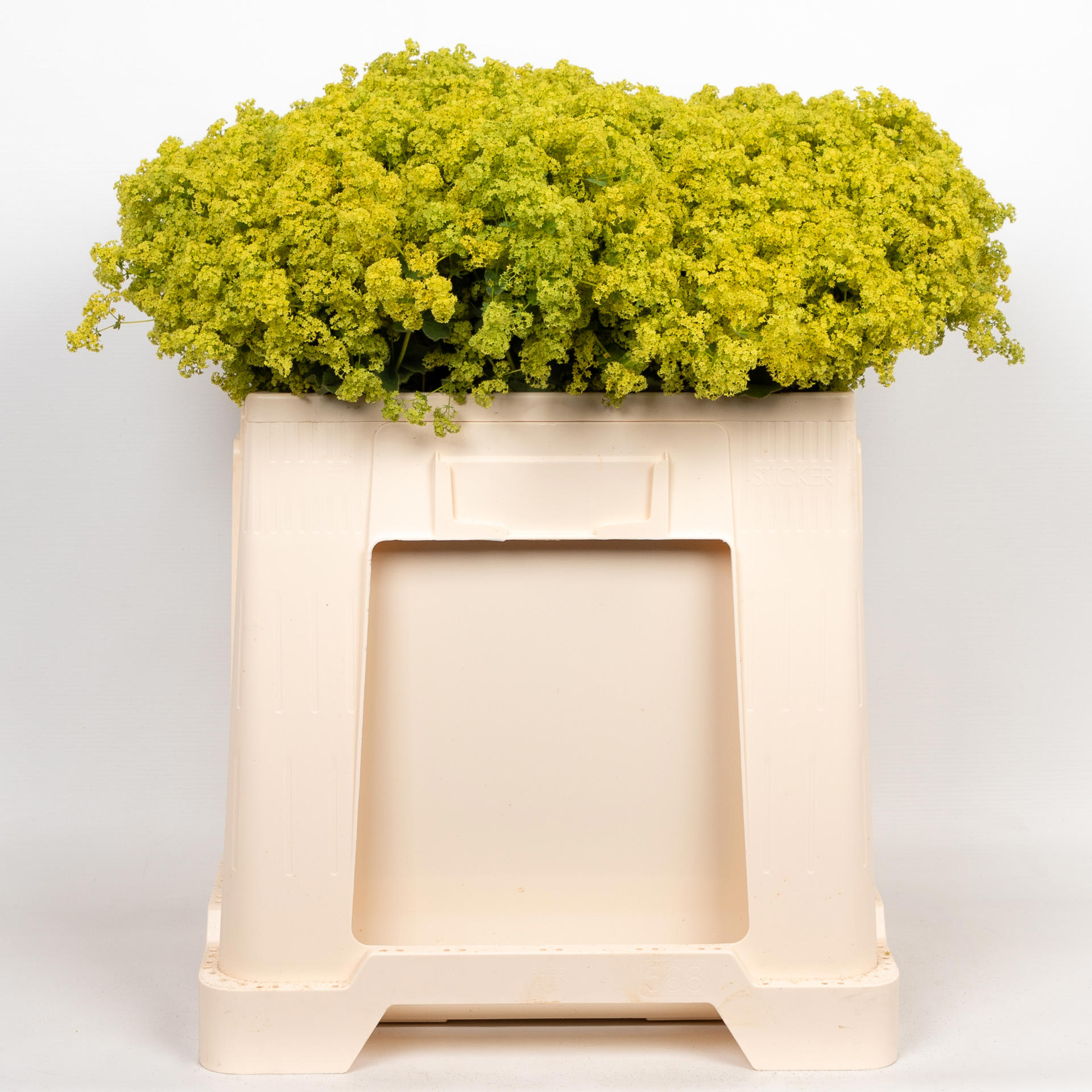 50x Alchemilla mollis robustica 50cm