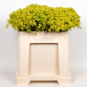 50x Alchemilla mollis robustica 50cm