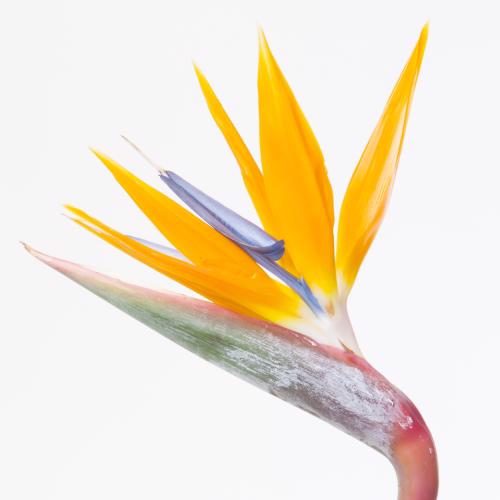 12x Strelitzia reginae 20cm