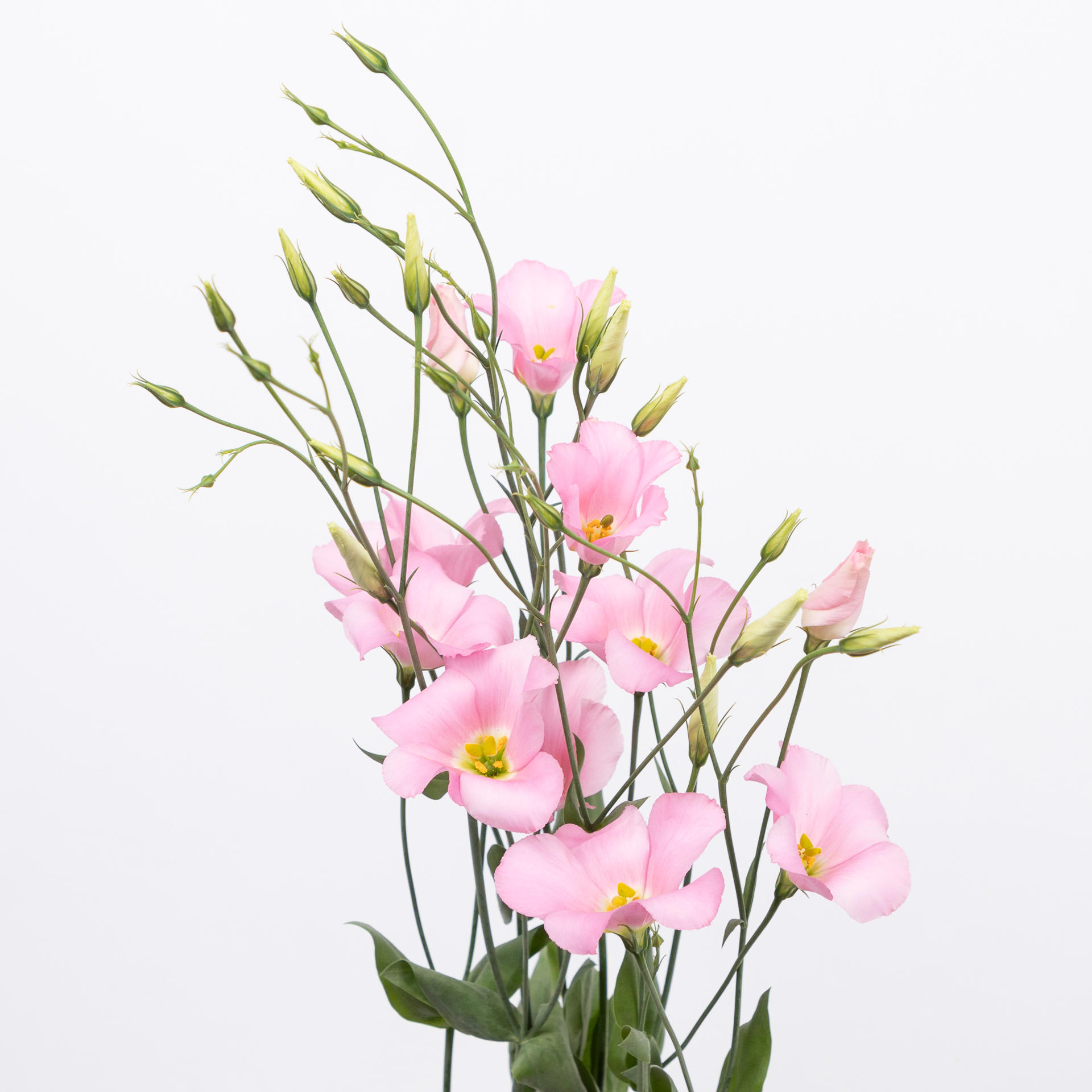 10x Eust.botanic pink en 70cm