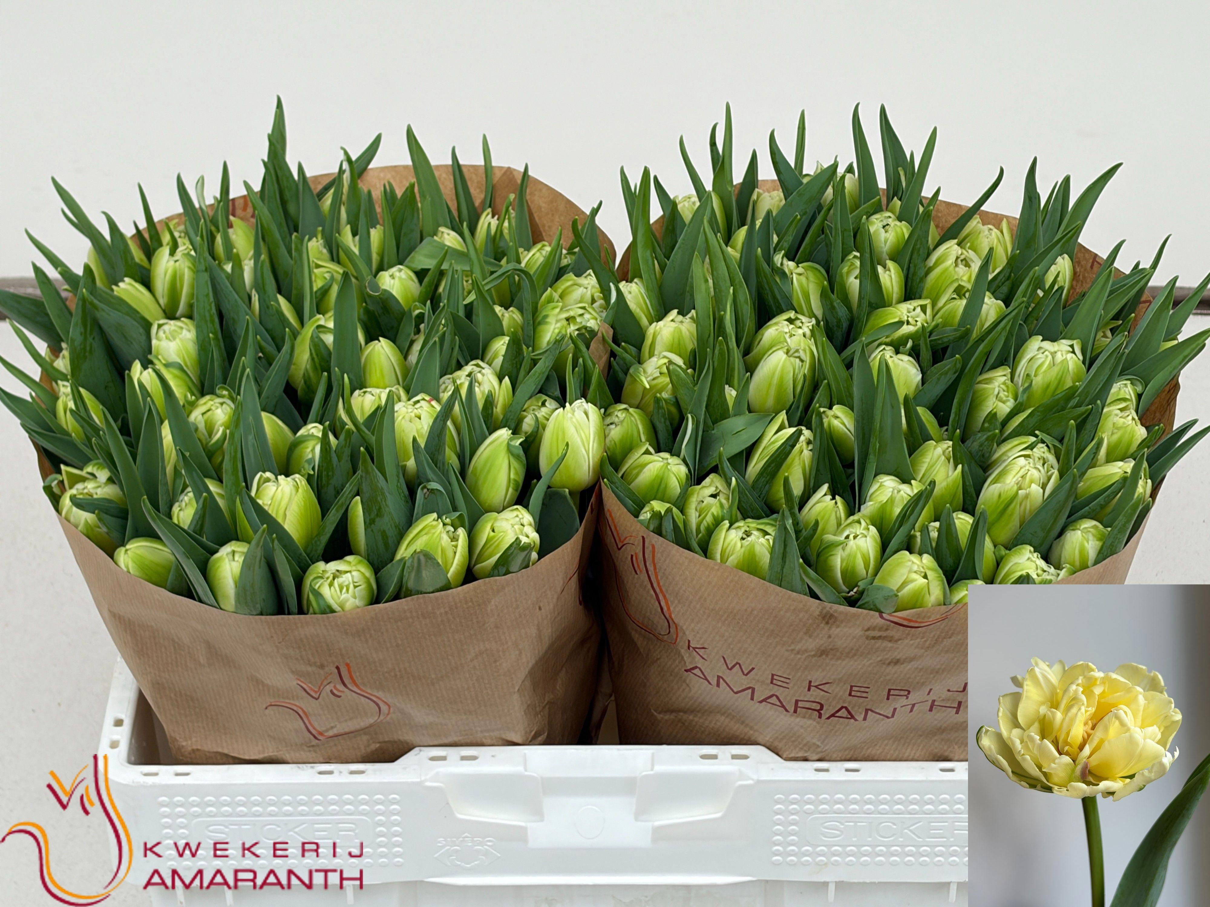 50x Tulipa avant garde du 40cm