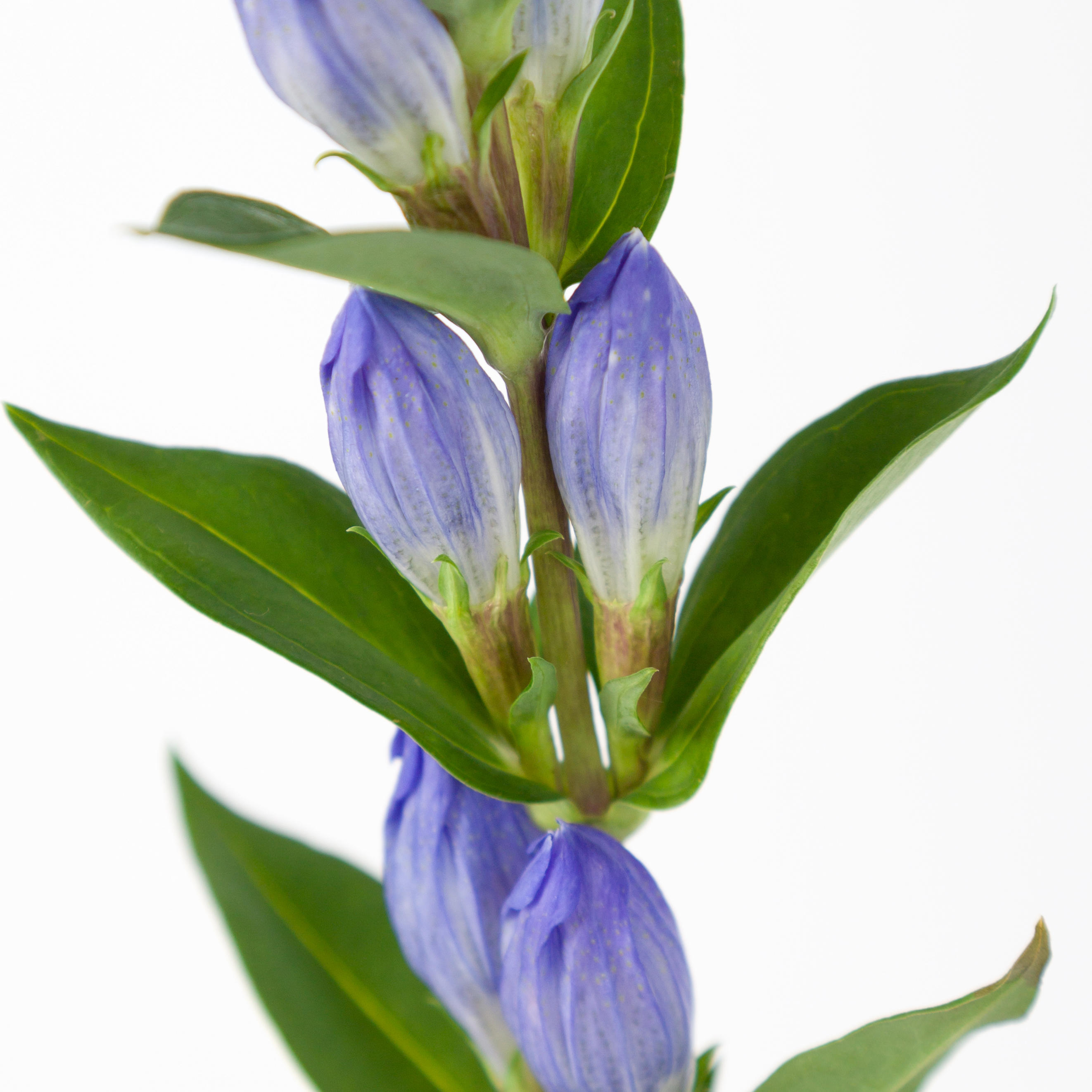 10x Gentiana blue sky 80cm