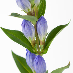 10x Gentiana blue sky 80cm