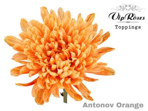20x Chrysant antonov oranje 60cm