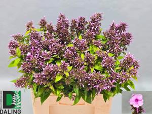 20x Phlox br.eyes 60cm