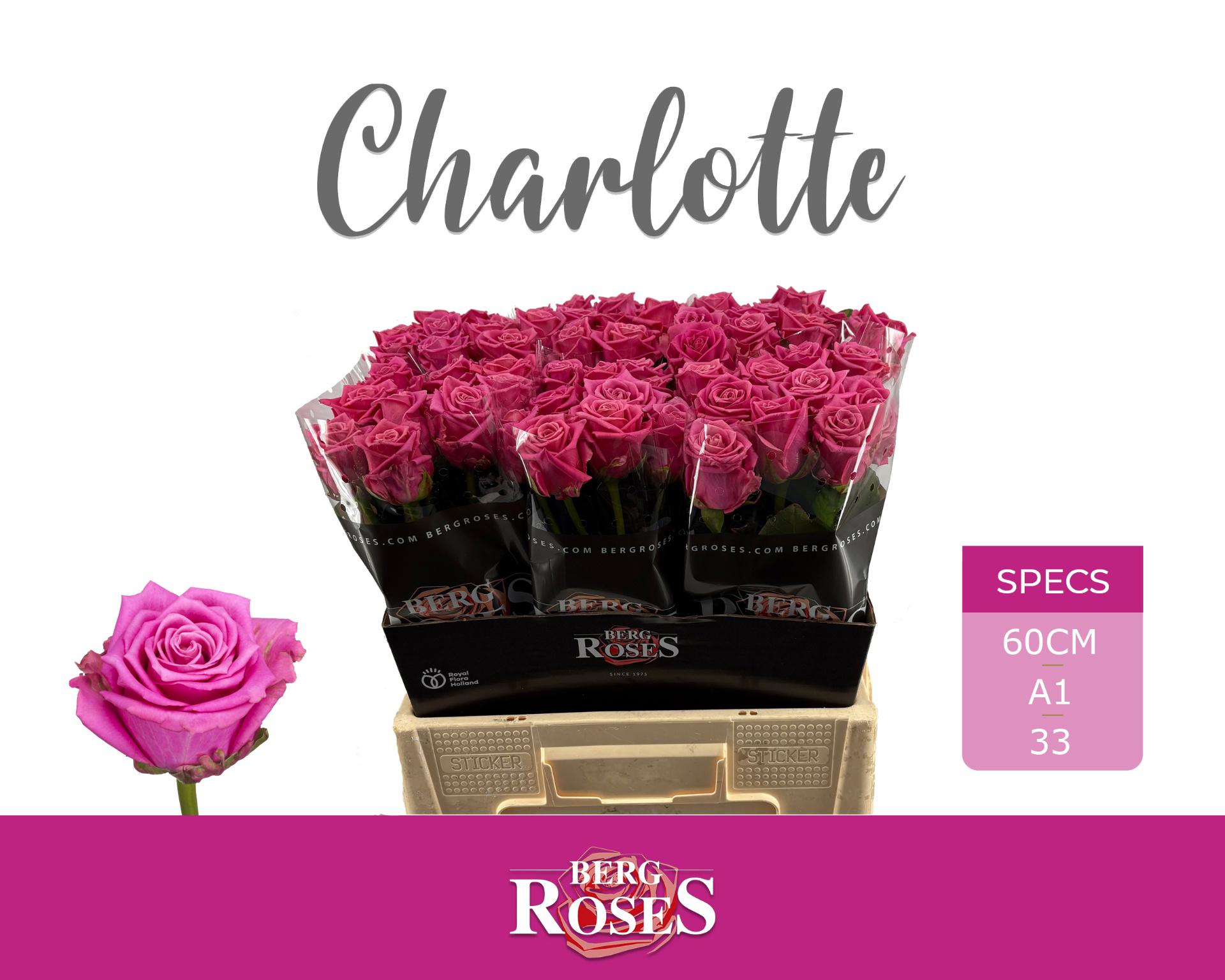 10x Rosa charlotte 60cm