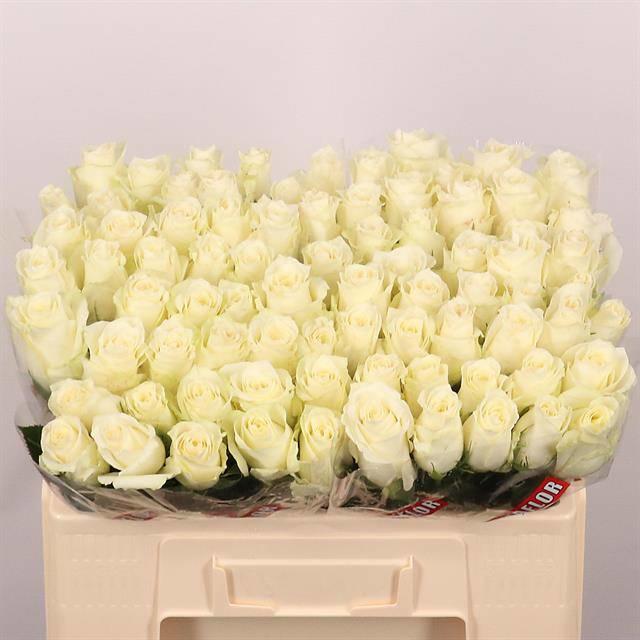 10x Rosa albatros! 50cm