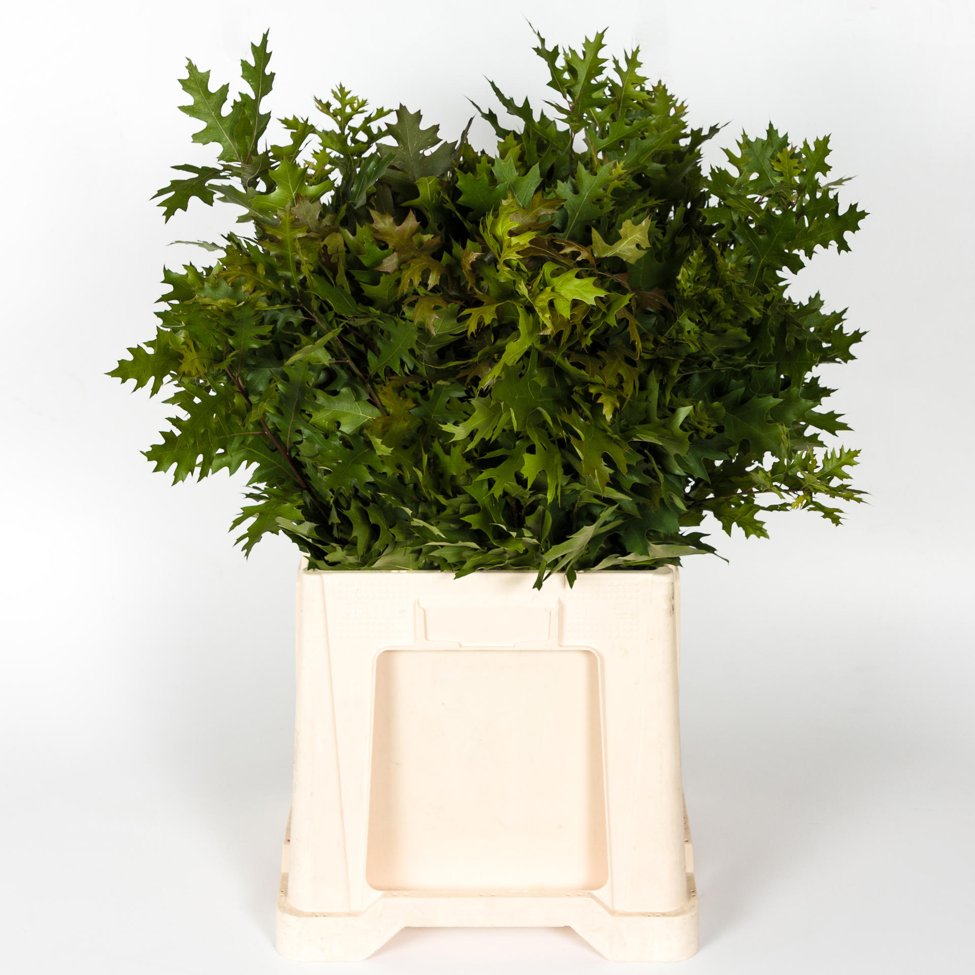 25x Sg quercus palustris 70cm