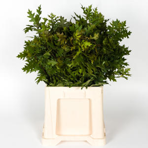 25x Sg quercus palustris 70cm
