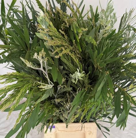 5x Acacia mimosa mix riviera 60cm