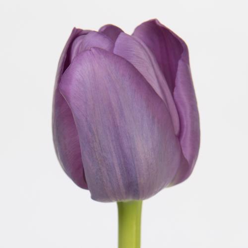 50x Tulipa saigon en 30cm