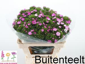 50x Dian.bar.amazon rose magic 50cm