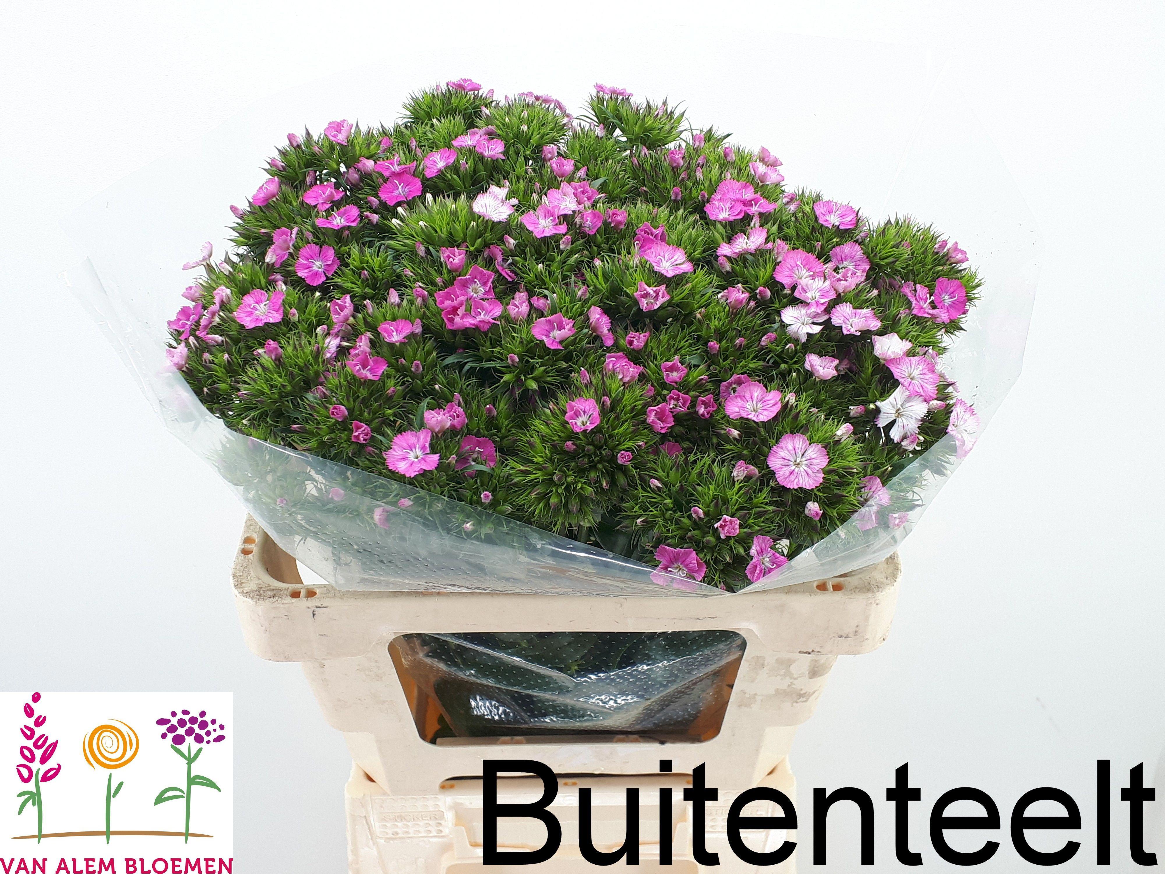 50x Dian.bar.amazon rose magic 50cm