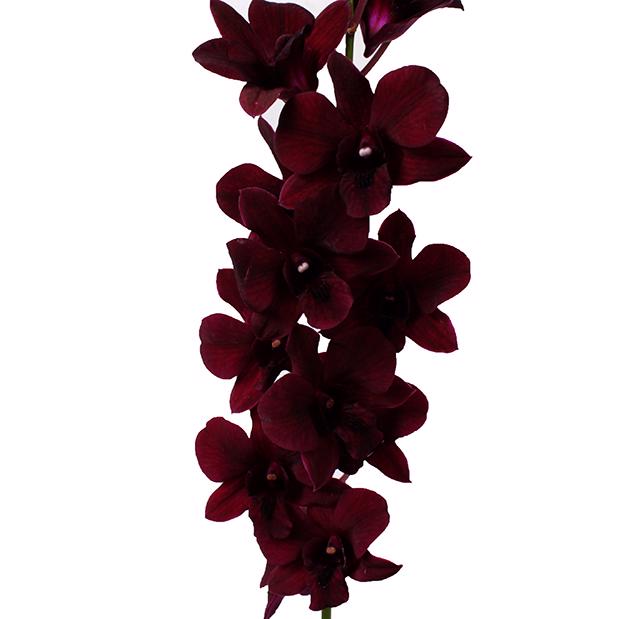 10x Dendr.black beauty 40cm