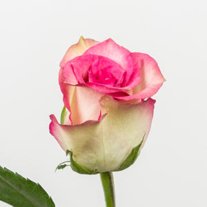 20x Rosa monique 60cm
