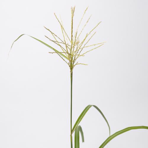 30x Gs miscanthus sinesis 80cm