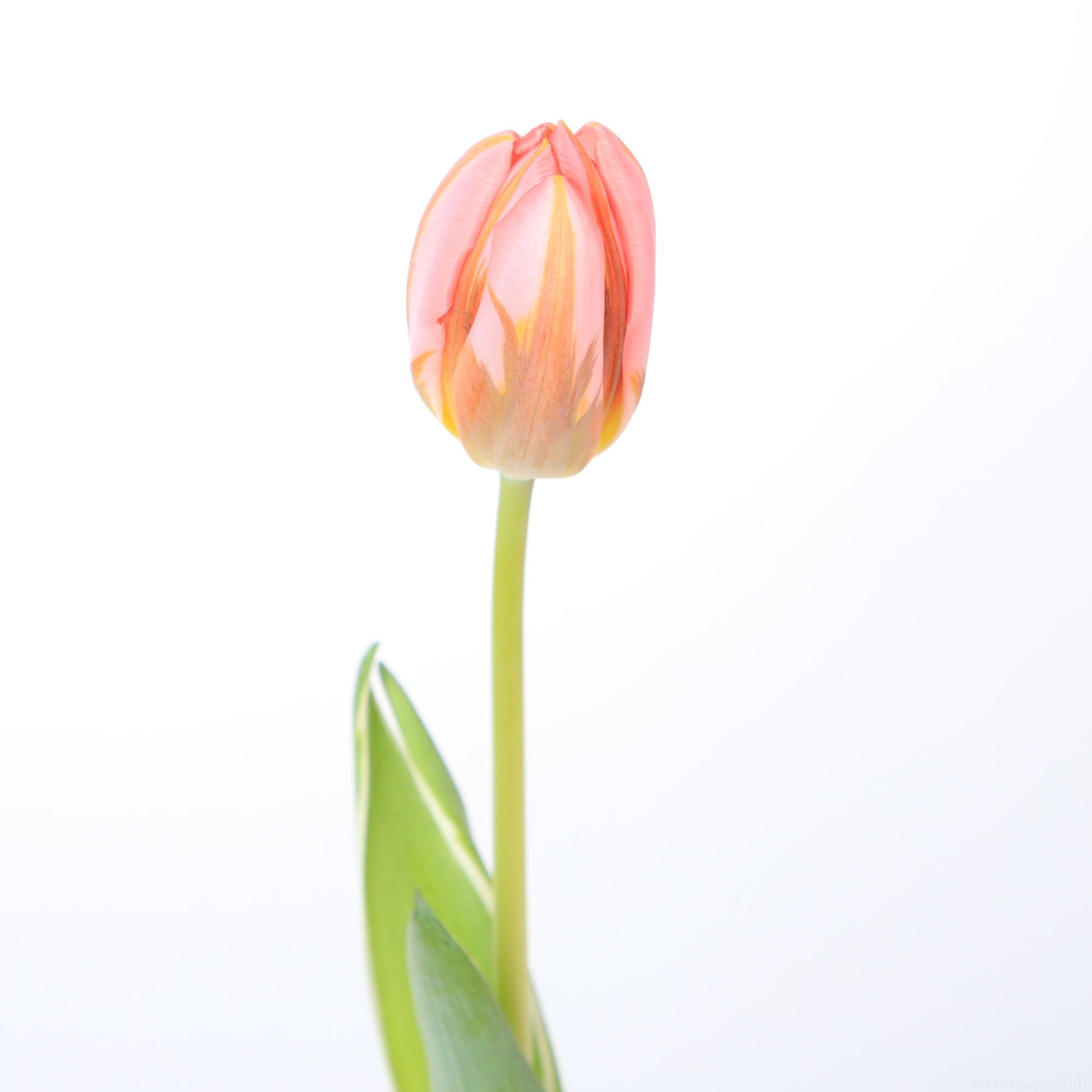 50x Tulipa pretty princess en 30cm