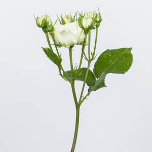 10x Rosa victorian wedding 70cm
