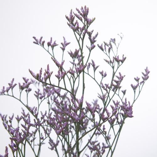 25x Lim.safora lilac 60cm