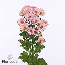 10x Chrysant resq salmon 70cm