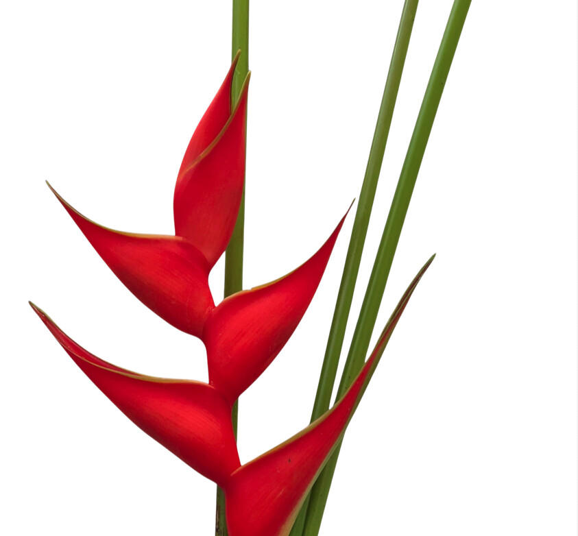 2x Helic.red iris 70cm