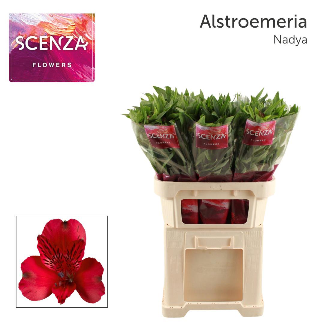 10x Alstroemeria nadya 70cm