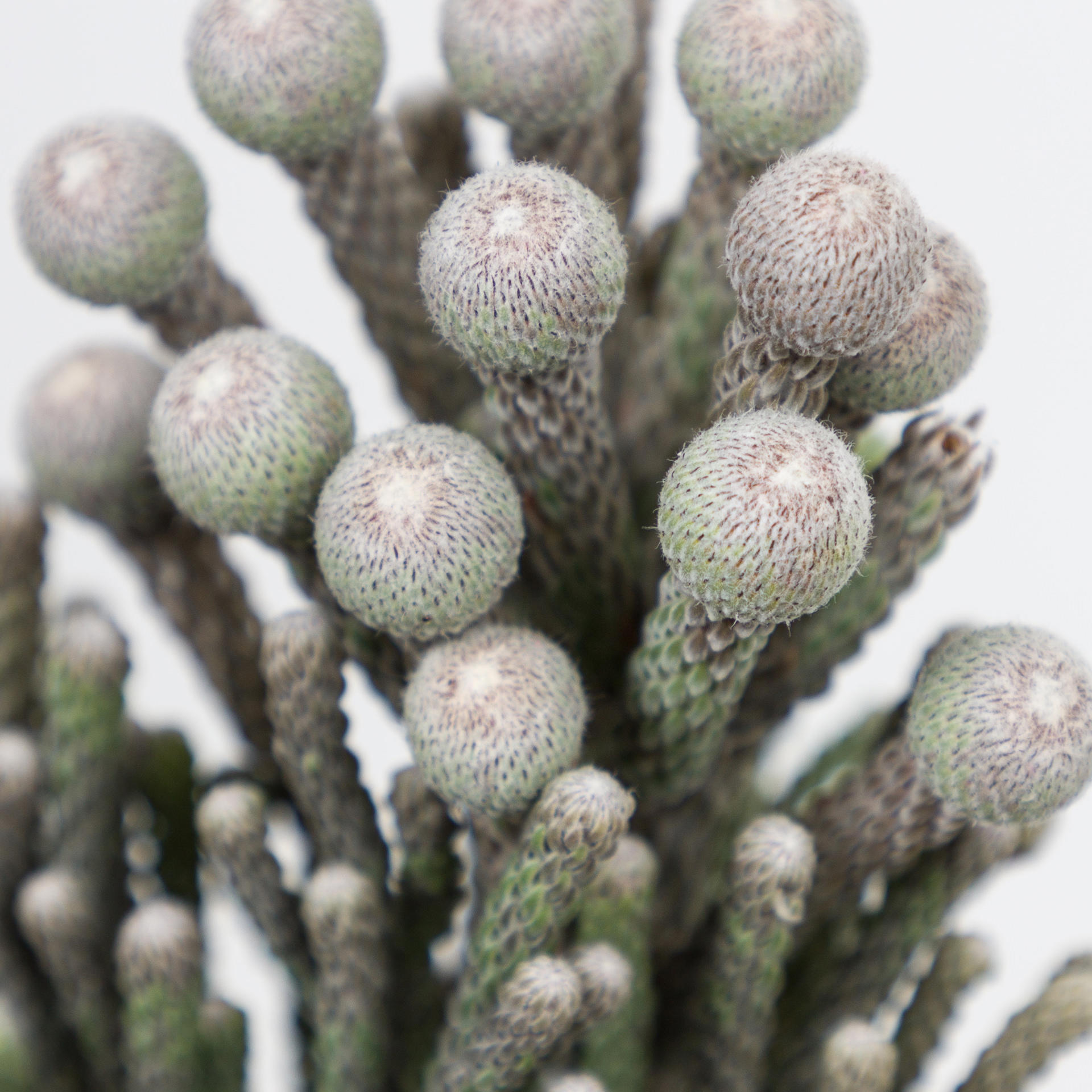 10x Pg brunia laevis 40cm
