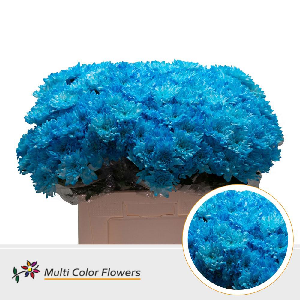 10x Chrysant baltica blauw 60cm