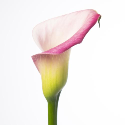 10x Zant.candy dream 60cm