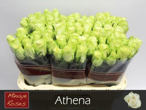 20x Rosa athena 60cm