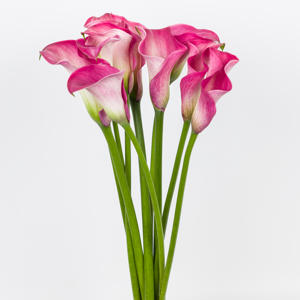10x Zant.capt.romance 60cm