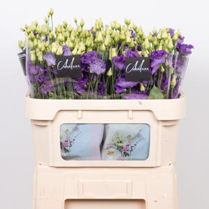 10x Eust.alissa blue du 70cm
